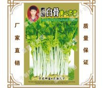 白骨芹菜 一种色泽独特、脆嫩清香的叶菜型芹菜