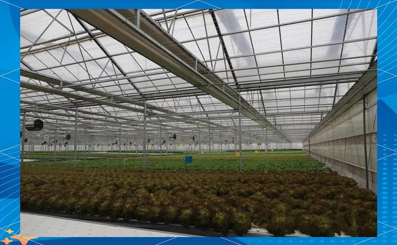 京东植物工厂 创新蔬菜种植模式的先锋