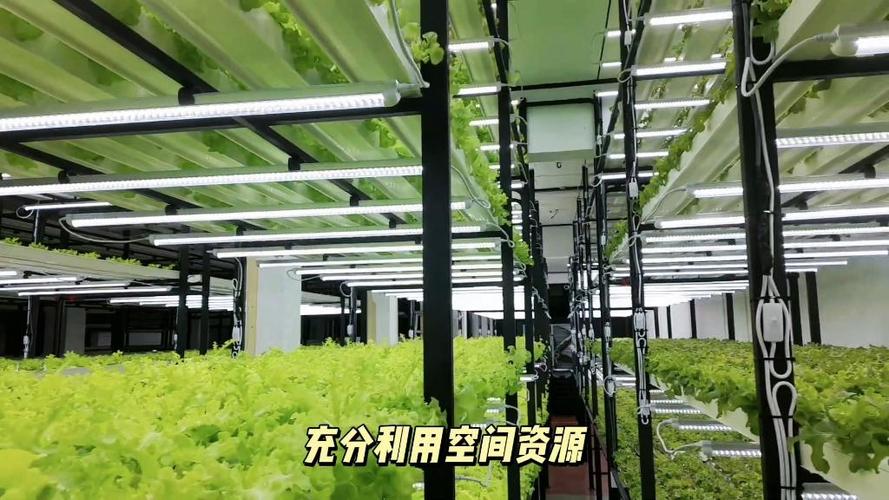 垂直农场 水培蔬菜工厂如何颠覆传统农业？