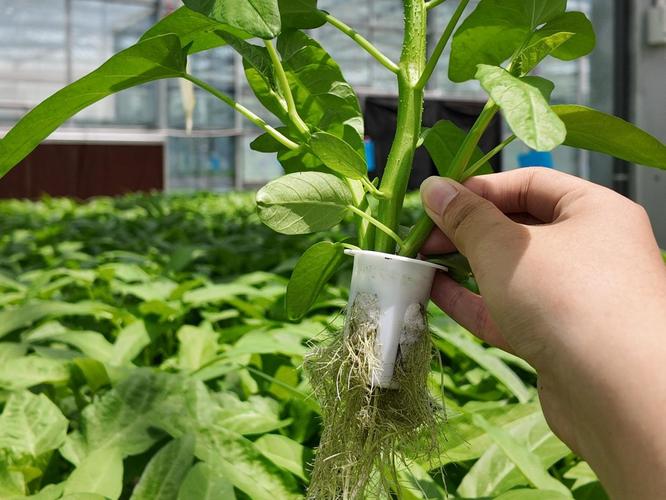 告别农残焦虑，福赛春泽植物工厂让活体蔬菜安心鲜享